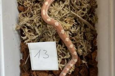 Colubrids kaufen und verkaufen Photo: Pantherophis guttatus Cornsnake Snow Butter stripe motley NZ 2025 Colubrids kaufen und verkaufen Photo: Pantherophis guttatus Cornsnake Snow Butter stripe motley NZ 2025