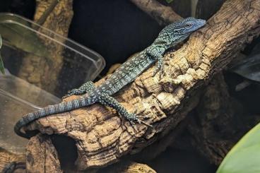 Monitor lizards kaufen und verkaufen Photo: Varanus und Gastropholis 