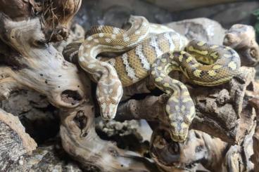 Pythons kaufen und verkaufen Photo: 0.2 Morelia bredli wg Bestandsreduzierung abzugeben