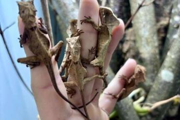 other lizards kaufen und verkaufen Photo: Corytophanes Hernandesii CB Very rare!!!