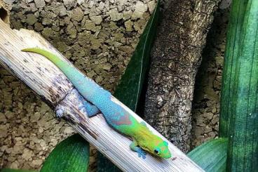 Geckos kaufen und verkaufen Foto: Diverse Phelsumen zur Abgabe