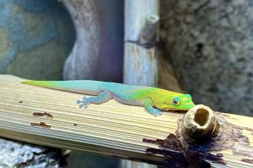 Geckos kaufen und verkaufen Foto: Diverse Phelsumen zur Abgabe