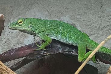 Echsen  kaufen und verkaufen Foto: Gastropholis prasina, Anolis biporcatus - Hamm December