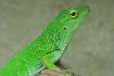 Echsen  kaufen und verkaufen Foto: Hamm - Anolis biporcatus 