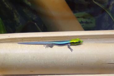 Geckos kaufen und verkaufen Photo: Biete Taggecko Phelsuma Klemmeri 0.0.6