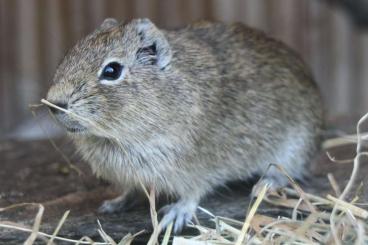 Exotische Säuger kaufen und verkaufen Foto: Hellbraunes Wieselmeerschweinchen 