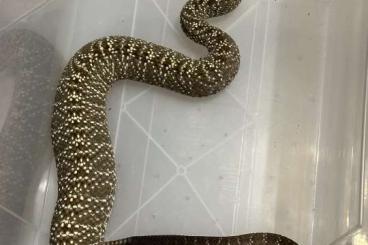 Schlangen kaufen und verkaufen Foto: Crotalus Vegrandis Breedpair