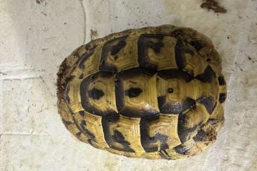 Landschildkröten kaufen und verkaufen Foto: TESTUDO HERMANNI BÖTTGERI             