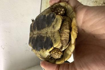 Tortoises kaufen und verkaufen Photo: 1,0 Testudo Hermanni Böttgeri Semi Adult Tortoises kaufen und verkaufen Photo: 1,0 Testudo Hermanni Böttgeri Semi Adult