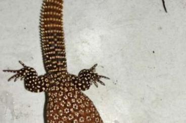 Warane kaufen und verkaufen Foto: 1.1 Varanus Acanthurus 800 Euro. Übergabe in Hamm!!!!!