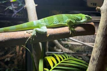 andere Echsen kaufen und verkaufen Foto: 1.0 BRACHYLOPHUS FASCIATUS 300 Euro Übergabe in Hamm!!!!