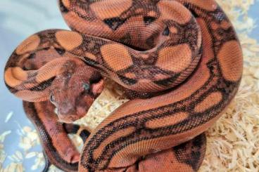 Boas kaufen und verkaufen Foto: Onyx blood 100% het Inferno 