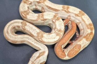 Snakes kaufen und verkaufen Photo: Boa constrictor Onyx Honduras 