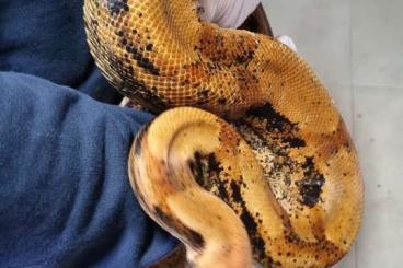 Boas kaufen und verkaufen Photo: Img sunset boa constrictor imperator 