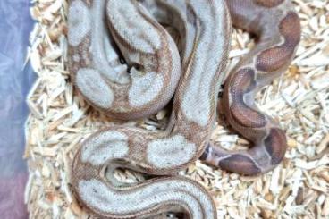 Boas kaufen und verkaufen Photo: Boa constrictor Onyx 2023