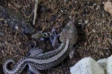 Geckos kaufen und verkaufen Photo: Paroedura picta Jungtiere