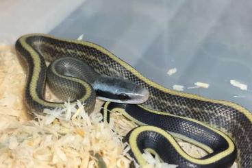 Schlangen kaufen und verkaufen Foto: Elaphe taeniurus ridley  