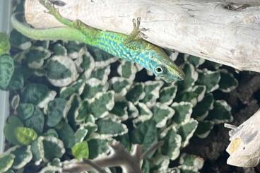 Echsen  kaufen und verkaufen Foto: Anolis roquet summus verschiedenen Alters