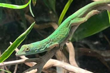 andere Echsen kaufen und verkaufen Foto: Anolis roquet summus nachzuchten 