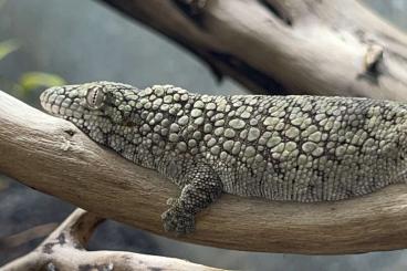 Lizards kaufen und verkaufen Photo: Diverse Nachzuchten zu verkaufen !! Lizards kaufen und verkaufen Photo: Diverse Nachzuchten zu verkaufen !!