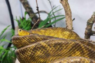 Schlangen kaufen und verkaufen Foto: Corallus ruschenbergerii 