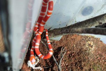 Schlangen kaufen und verkaufen Foto: Lampropeltis abnorma Hondurensis