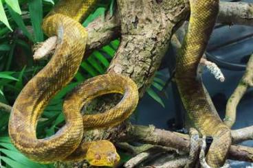 Snakes kaufen und verkaufen Photo: Corallus ruschenbergerii 