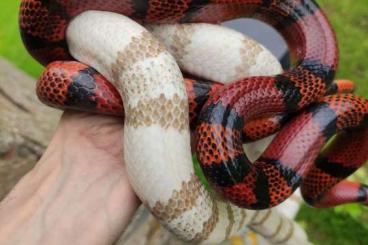 Schlangen kaufen und verkaufen Foto: Milk snake Lampropeltis abnorma Hondurensis