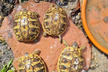 Turtles and Tortoises kaufen und verkaufen Photo: Noch 4 NZ von 2024 Testudo hermanni hercegovinensis Turtles and Tortoises kaufen und verkaufen Photo: Noch 4 NZ von 2024 Testudo hermanni hercegovinensis