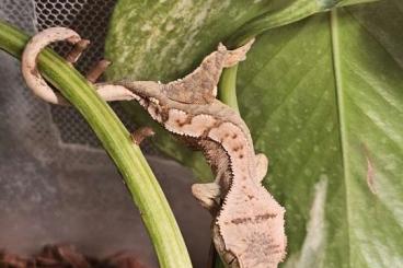 Geckos kaufen und verkaufen Foto: Kronengecko (Correlophus ciliatus)