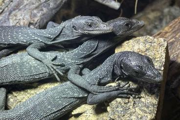 Monitor lizards kaufen und verkaufen Photo: Biete ENZ von V. beccarii und V. macraei