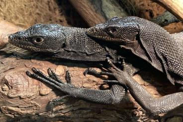 Echsen  kaufen und verkaufen Foto: For Hamm: Varanus macraei and Varanus beccarii