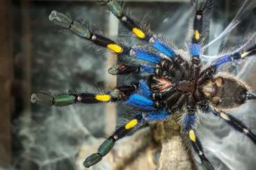 - bird spiders kaufen und verkaufen Photo: P. Metallica 2.0 ready for breeding