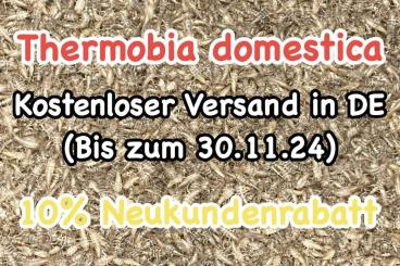 Futtertiere kaufen und verkaufen Foto: Ofenfischchen - Thermobia domestica - Firebrats