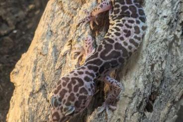 Geckos kaufen und verkaufen Photo: Eublepharis fuscus Männchen 