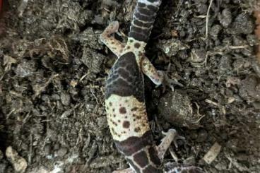 Lizards kaufen und verkaufen Photo: Eublepharis fuscus NZ 24 