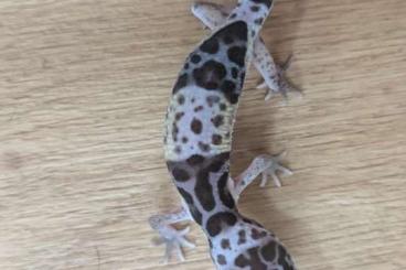 Geckos kaufen und verkaufen Foto: 4.4 Eublepharis fuscus ENZ