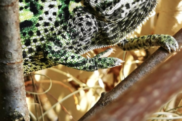 Chamaeleons kaufen und verkaufen Photo: Warteliste für Chamaeleo calyptratus calcarifer 