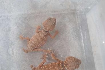 Geckos kaufen und verkaufen Photo: 1.1 nephurus asper 2023 !!! 0.0.2 nephurus amyae 08/24