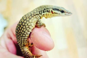 Echsen  kaufen und verkaufen Foto: 0.0.3 varanus acanthurus Yellow 2024 for Hamm 