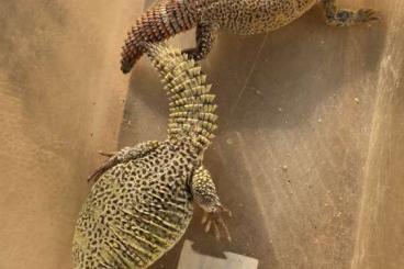 Lizards kaufen und verkaufen Photo: 1.1 uromastyx nigriventris 2020 für Ulm 15.03