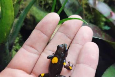 Poison dart frogs kaufen und verkaufen Photo: Verkaufe oder Tausche hier mein oophaga H. Bullseye