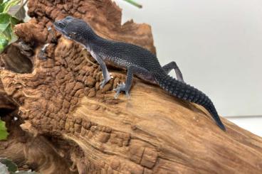 Geckos kaufen und verkaufen Photo: Leopardgeckos Enz 23/24  