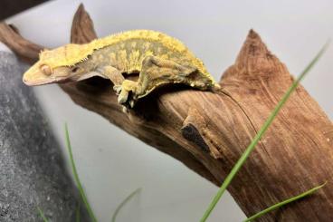 Geckos kaufen und verkaufen Photo: 0.1 Rhacodactylus ciliatus ENZ23 