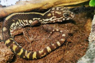 Geckos kaufen und verkaufen Photo: 0.1 Coleonyx Elegans Nz22