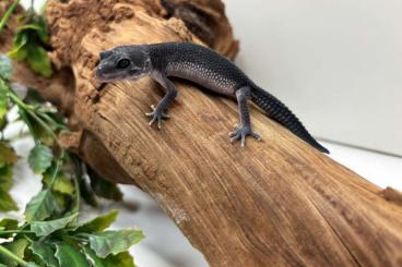 Geckos kaufen und verkaufen Photo: Black Night 0.2 ENZ24 Leopard Gecko