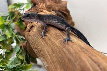 Geckos kaufen und verkaufen Foto: Leopardgeckos Enz 23/24  