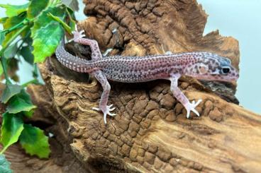 Geckos kaufen und verkaufen Foto: 0.1BNMSS ENZ24 für Hamm   