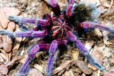 - bird spiders kaufen und verkaufen Photo: Vogelspinnen Männchen zu verkaufen 