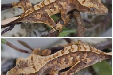 Geckos kaufen und verkaufen Photo: Kronengecko || Crested Gecko 